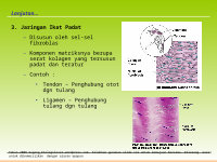 Page 17: [PPT]video slide - Biologi 4 All | for who loving biologi and … · Web view1. Jaringan Epithelium Tersusun sangat rapat satu dengan lainnya Lapisan sel selalu menghadap ke permukaan