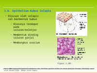 Page 7: [PPT]video slide - Biologi 4 All | for who loving biologi and … · Web view1. Jaringan Epithelium Tersusun sangat rapat satu dengan lainnya Lapisan sel selalu menghadap ke permukaan