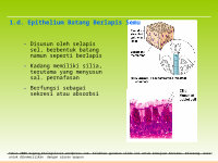 Page 9: [PPT]video slide - Biologi 4 All | for who loving biologi and … · Web view1. Jaringan Epithelium Tersusun sangat rapat satu dengan lainnya Lapisan sel selalu menghadap ke permukaan